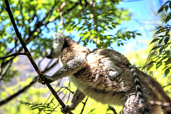 Ring Tails carrying baby